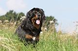 DOGUE DU TIBET 028